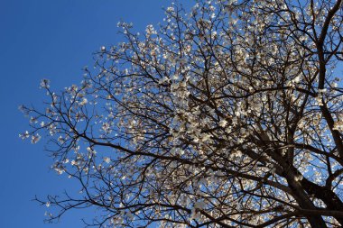 Arka planda mavi gökyüzü olan beyaz çiçekli ipe. Tabebuia roseo-alba.