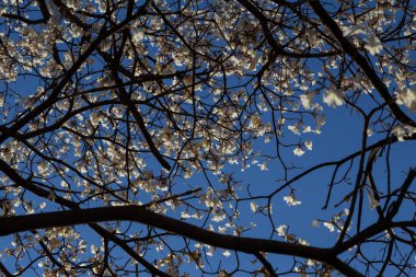 Arka planda mavi gökyüzü olan beyaz ipe dallarının ayrıntıları. Tabebuia roseo-alba.
