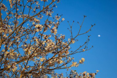 Arka planda ay ve mavi gökyüzü olan beyaz ipe dallarının ayrıntıları. Tabebuia roseo-alba