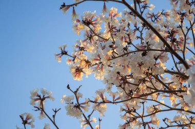 Arka planda mavi gökyüzü olan beyaz çiçekli Ipe dalları. Tabebuia roseo-alba.
