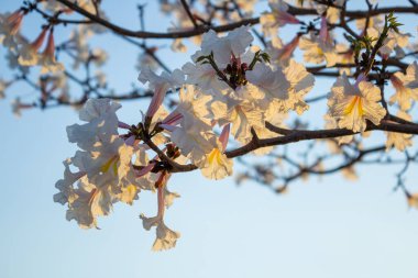 Arka planda mavi gökyüzü olan beyaz çiçekli Ipe dalları. Tabebuia roseo-alba.