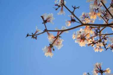 Arka planda mavi gökyüzü olan beyaz çiçekli Ipe dalları. Tabebuia roseo-alba.