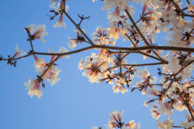 Arka planda mavi gökyüzü olan beyaz çiçekli Ipe dalları. Tabebuia roseo-alba.