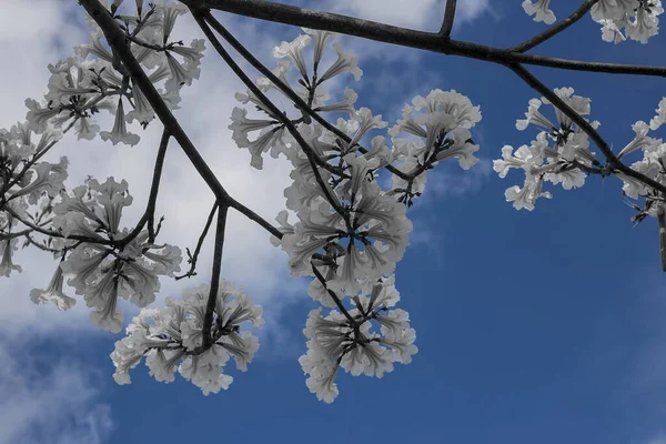 Arka planda mavi gökyüzü ve bulutlu beyaz çiçekli ipe. Tabebuia roseo-alba.