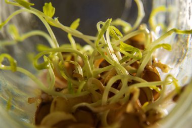 Bir fincanda fasulye filizi servis et..