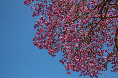Arka planda mavi gökyüzü olan pembe ipe dallarında bir demet çiçek. Handroanthus heptaphyllus.