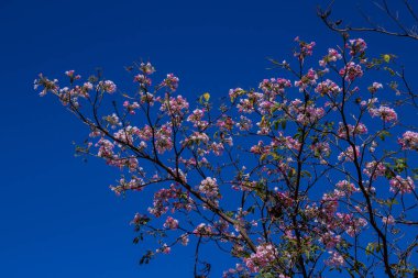 Arka planda mavi gökyüzü olan pembe ipe dalları. Handroanthus heptaphyllus.