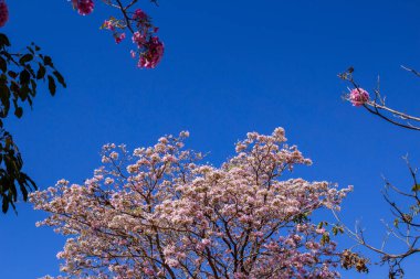 Arka planda mavi gökyüzü olan pembe ipe dalları. Handroanthus heptaphyllus