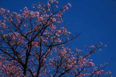Arka planda mavi gökyüzü olan pembe bir sarmaşık. Handroanthus heptaphyllus.