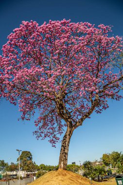 Arka planda mavi gökyüzü olan pembe bir sarmaşık. Handroanthus heptaphyllus.