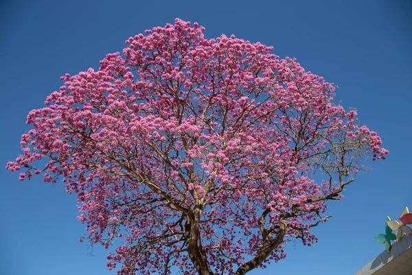 Ipe pink flowery with blue sky in the background. Handroanthus heptaphyllus.