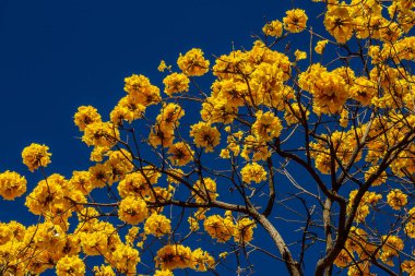 Arka planda mavi gökyüzü olan sarı çiçekli bir ipe..