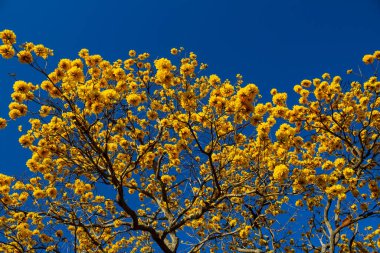 Arka planda mavi gökyüzü olan sarı çiçekli bir ipe..