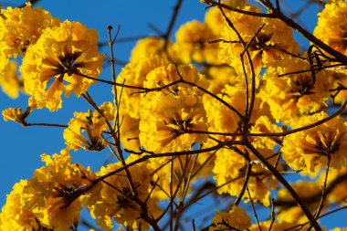  Arka planda mavi gökyüzü olan sarı çiçekli bir sarmaşığın dalları..