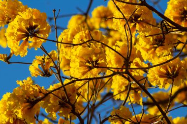  Arka planda mavi gökyüzü olan sarı çiçekli bir sarmaşığın dalları..