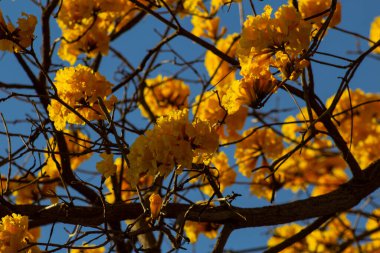 Arka planda mavi gökyüzü olan sarı çiçekli bir sarmaşığın dalları..