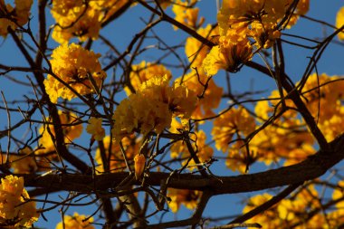  Arka planda mavi gökyüzü olan sarı çiçekli bir sarmaşığın dalları..