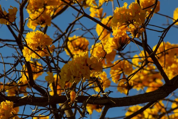  Arka planda mavi gökyüzü olan sarı çiçekli bir sarmaşığın dalları..