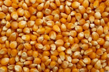  Yemek arkaplanı. Patlamış mısır için mısır porsiyonu.