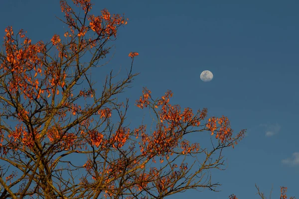 Flowery mulungu with blue sky and moon in the background.
