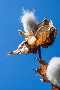 Çalı dalında çiğ pamuk taneleri ve arka planda mavi gökyüzü.