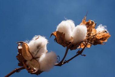 Çalı dalında çiğ pamuk taneleri ve arka planda mavi gökyüzü.