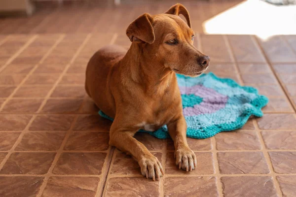 Karamelli bir köpek yerde yatıyordu..