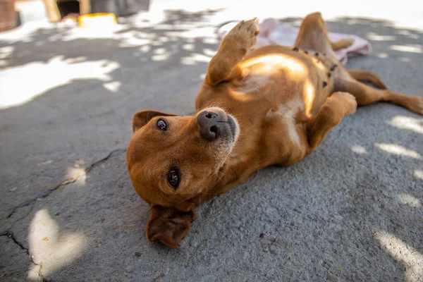 Caramel dog lying on its back.