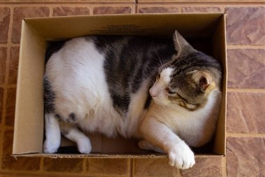 Karton bir kutunun içinde dinlenen tekir bir kedinin ayrıntıları. Kedi pençesi kutunun dışında..