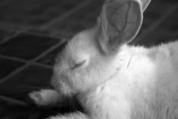 A white rabbit lying on the floor. Black and white image.