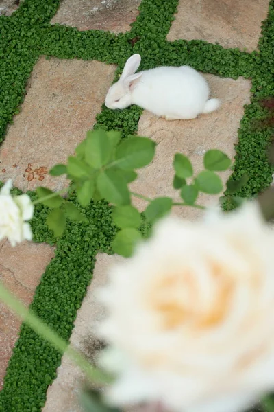 Conejo Blanco Esponjoso Comiendo Hierba Jardín Con Flores Primer Plano —  Fotos de Stock