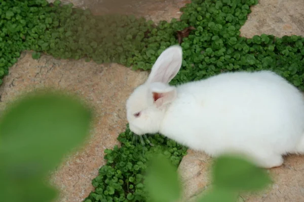 一只毛茸茸的白兔 在院子里吃草 — 图库照片