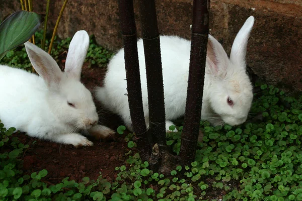 庭で草を食べる二つのかわいい白いウサギ — ストック写真