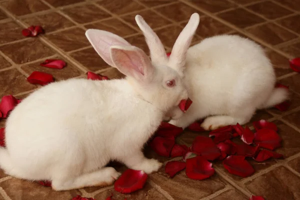 Ett Par Vita Kaniner Äter Kronblad Röda Rosor — Stockfoto