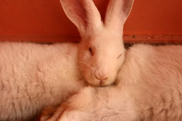 Ein Flauschiges Pelziges Kaninchen Das Übereinander Liegt — Stockfoto