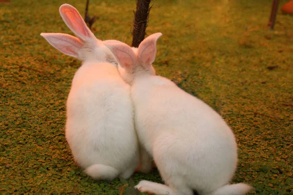 两只白兔背靠在一起 在院子里吃草 — 图库照片