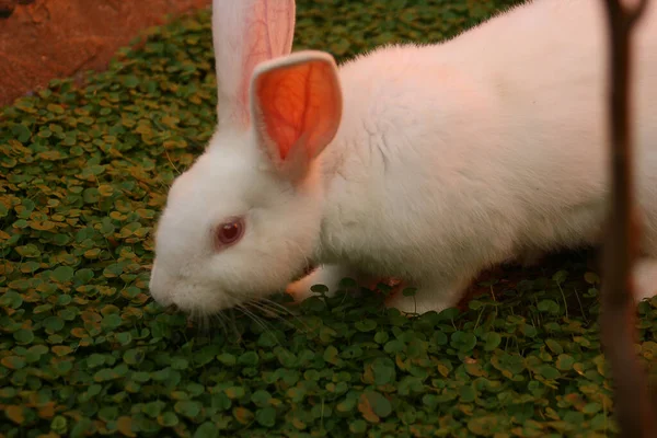 Een Pluizig Wit Konijn Gras Etend Tuin — Stockfoto