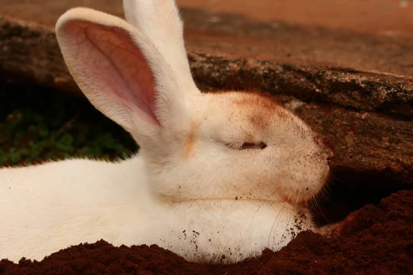 Conejo Blanco Esponjoso Sucio Con Tierra —  Fotos de Stock