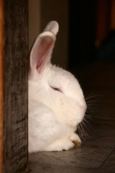 门口躺着一只白毛兔的脸 — 图库照片