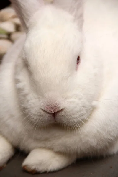 Close up on white and furry rabbit face.