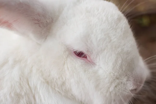 Close up on the face of a white rabbit photographed in profile.