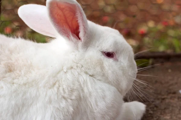 Close up on the face of a white rabbit photographed in profile.