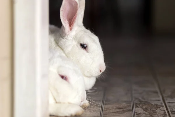 Close up on two cute, white rabbits resting close together. - Stock ...
