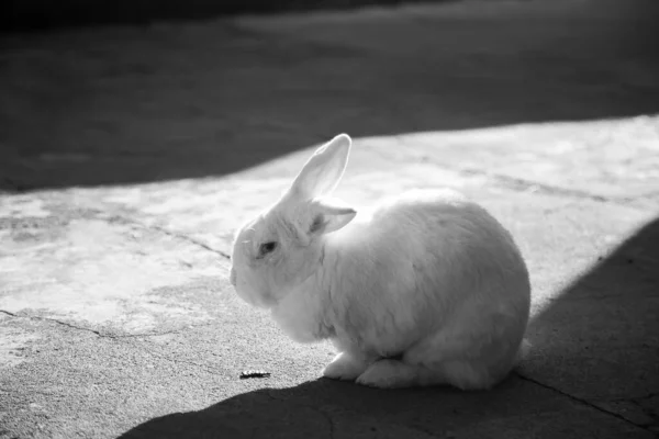 A fluffy white rabbit on a cement floor in backlight. Black and white image.
