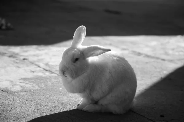A fluffy white rabbit on a cement floor in backlight. Black and white image.