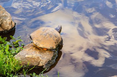 Gölün kenarındaki bir kayanın üzerinde dinlenen bir kaplumbağa..