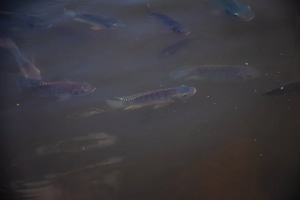 Риба Воді Деякі Риби Плавають Поверхні Води Озера — стокове фото