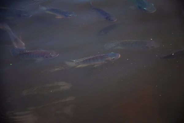 鱼在水里 有些鱼在湖面上游泳 — 图库照片