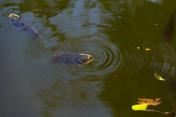 Fische Wasser Einige Fische Mit Geöffnetem Maul Auf Der Wasseroberfläche — Stockfoto