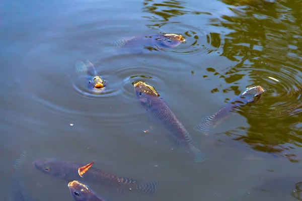 Fisk Vattnet Lite Fisk Vattenytan Med Öppna Munnar — Stockfoto